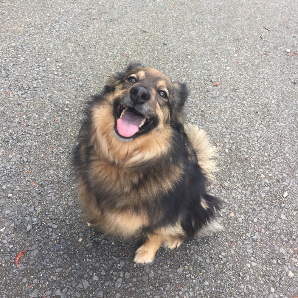 Meet your Posher, Niisii